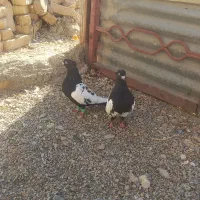 سلام کفتر فروشی