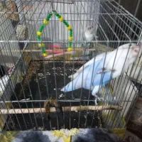 طوطی کتوله|پرنده|زرند, |دیوار