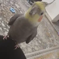 عروس هلندی نر و ماده