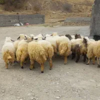 ۱۸ بره چاق و ریز قلم سفید کاور مشتری پسند|حیوانات مزرعه|ایلام, |دیوار