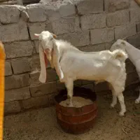 نر بز گلابی دوساله پاکستانی