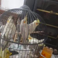 فروش چندتا عروس هلندی نر وماده سرحال|پرنده|لاهیجان, انقلاب|دیوار