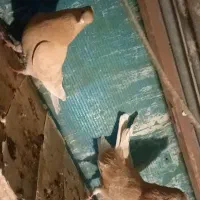 نروماده‌زرد‌کاکلی