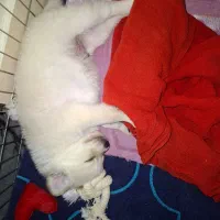 پت دوماهه نر