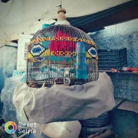 سهره خاکی|پرنده|کرمان, |دیوار