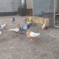کبوترسینه کاکلی چنگ سفید