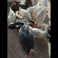 مرغ خروس بوقلمون اردک غاز|حیوانات مزرعه|کرمان, |دیوار