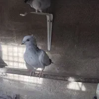 شامی کاکلی|پرنده|زرین دشت (فارس), |دیوار