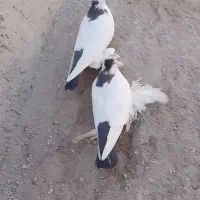 کبوتر|پرنده|تبریز, |دیوار