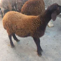 گوسفند|حیوانات مزرعه|جلین, |دیوار