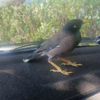جوجه مرغ مینا