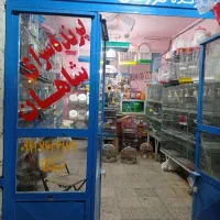 پرنده سرای شاهان|پرنده|شهرکرد, |دیوار