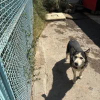 واگذاری سگ رایگان|سگ|تبریز, |دیوار