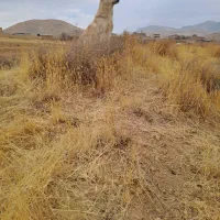 سگ سرابی گله‌ای و نگهبان عالی سن دو سال|سگ|زنجان, |دیوار