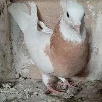 طوقی ماده|پرنده|ملکان, |دیوار