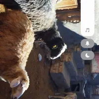 قوچ هترو|حیوانات مزرعه|اسفراین, |دیوار