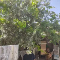 فروش-مسکونی-ویلایی-با-مغازه-رهنان