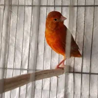 قناری ماده