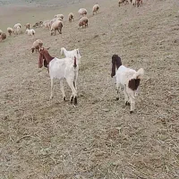 بز گلابی اصل|حیوانات مزرعه|اردبیل, |دیوار