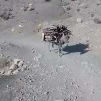 الاغ ماده|حیوانات مزرعه|معمولان, |دیوار