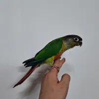 جوجه گرینچیک دستی و رام نر قرچک