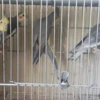 نر و ماده عروس هلندی