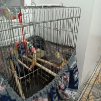 عروس هلندی باهوش|پرنده|پاکدشت, پاکدشت (مامازند)|دیوار