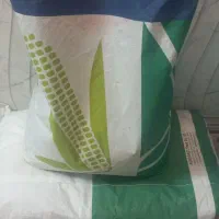 بذر ذرت سینجنتا