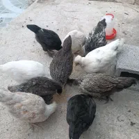 10عدد جوجه 3ماه نژاد یوسل