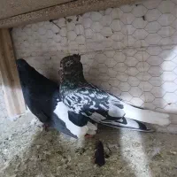 کفتر دوکت و دمبی|پرنده|اصفهان, بهارستان|دیوار