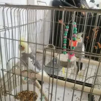 دو عدد عروس هلندی|پرنده|مشگین شهر, |دیوار