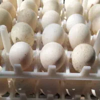 تخم نطفه دار بوقلمون بوربون و برنز