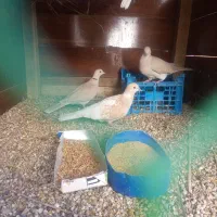 کپوت یا شاتو