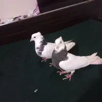 طوقی|پرنده|تبریز, |دیوار