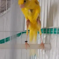 قناری ماده جیبر