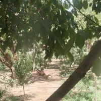ذرت علوفه ای