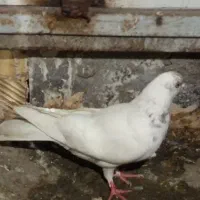 کفتر   کبوتر