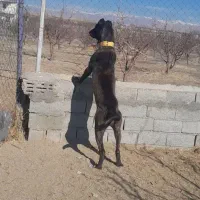 ماده سرابی گم شده|سگ|مشگین شهر, |دیوار