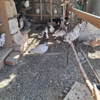 کبوتر پرشی همه ساعت بالا