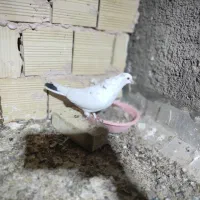 کبوتر شهرستان رسید۸۰تومن|پرنده|یزد, |دیوار