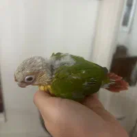 جوجه گرینچیک نر|پرنده|تهران, سعادت‌آباد|دیوار