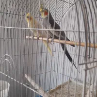 عروس جفت مولدباقفس|پرنده|قم, علی آباد سعدگان|دیوار