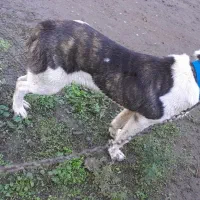 سراب افغان|سگ|رشت, یخسازی|دیوار