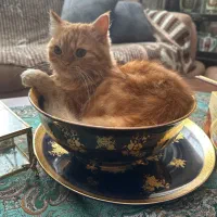 گربه پرشین ۵ ماهه|گربه|اردبیل, |دیوار