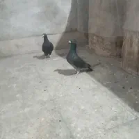 کبوتر فروشی|پرنده|لار, |دیوار