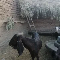 بز پاکستانی|حیوانات مزرعه|زرند, |دیوار