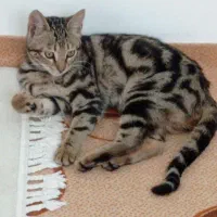 واگذاری گربه خانگی