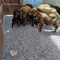 میش بره