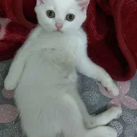 گربه
