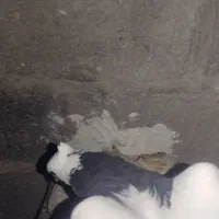 کبوتر طوقی|پرنده|مهر, |دیوار